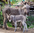 Female Donkey with Foal