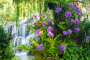Orquídeas tailandesas com uma cachoeira
